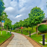 Elegant Solar Garden Light - Waterproof Outdoor LED Lights for Ambience 5